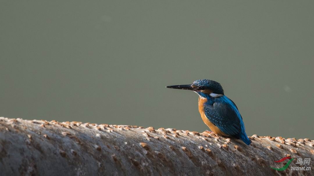 ������С DSC_1303.jpg