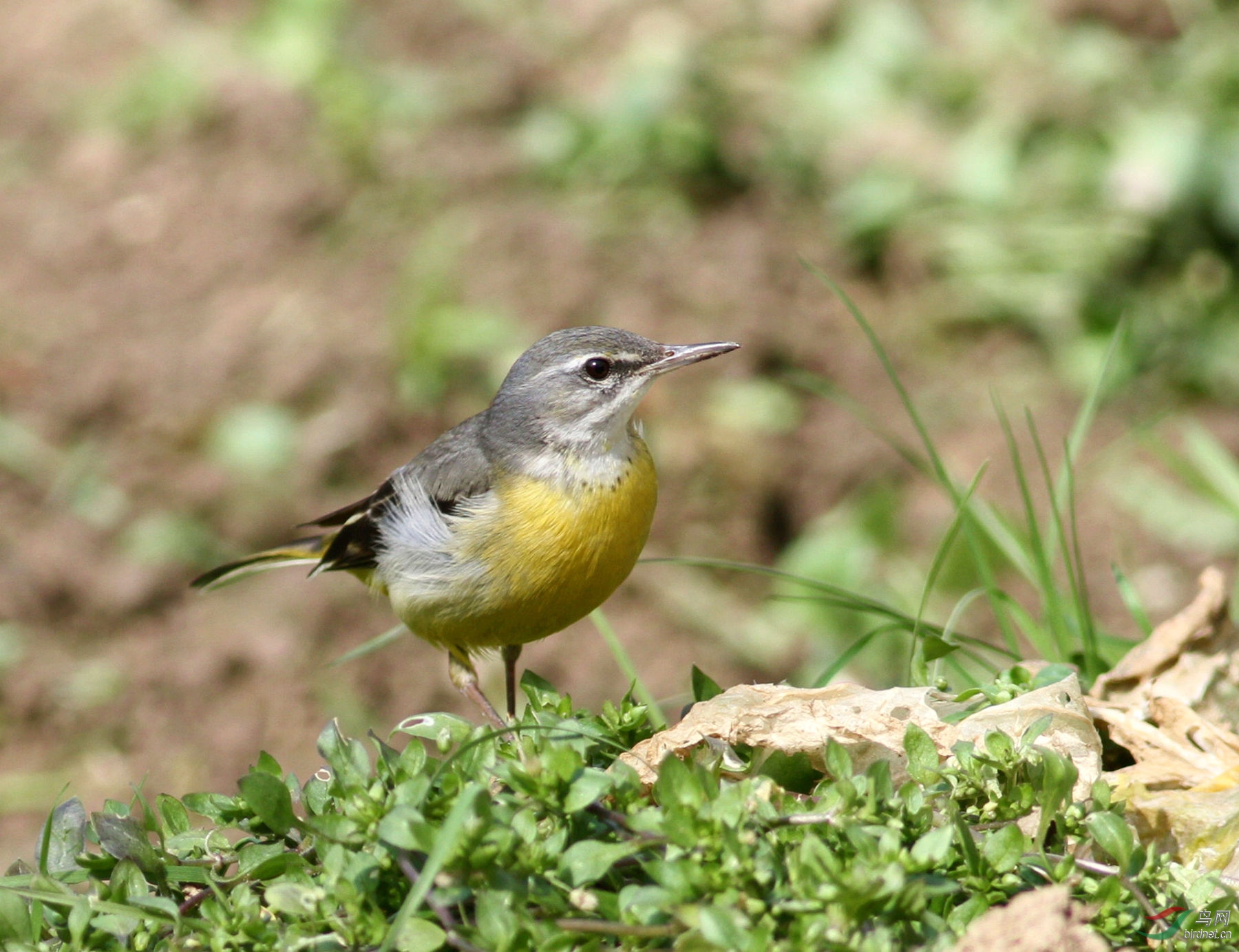 林鸟菜地里的灰鹡 