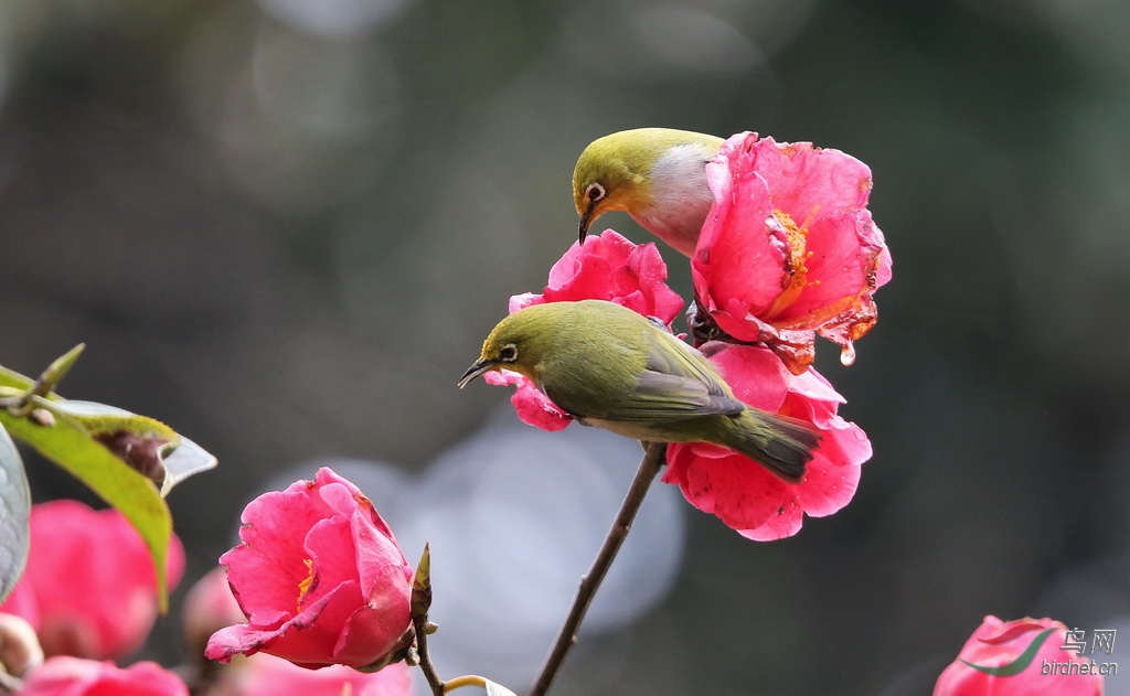 双鸟戏茶花