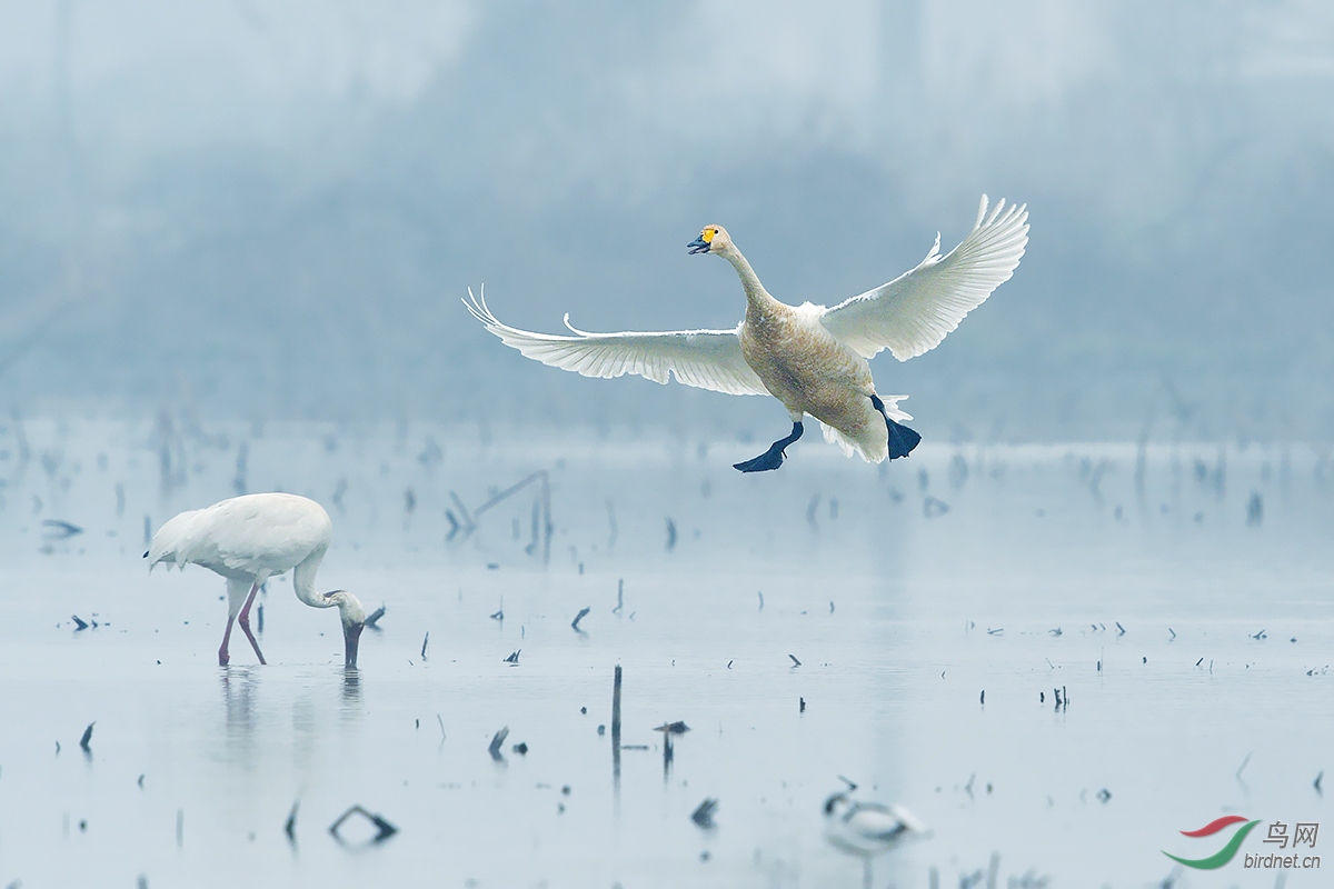 清晨天鹅降落大声喊:我来了!