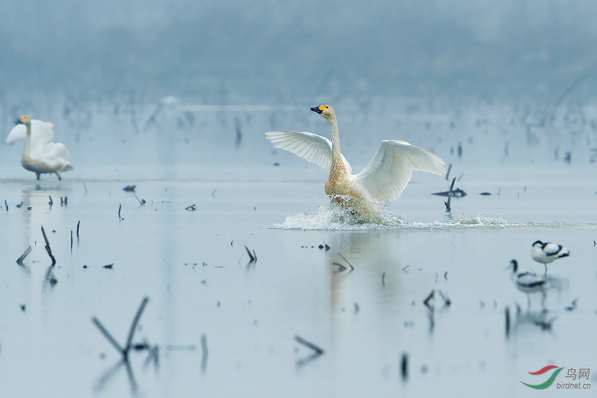 清晨天鹅降落大声喊我来了