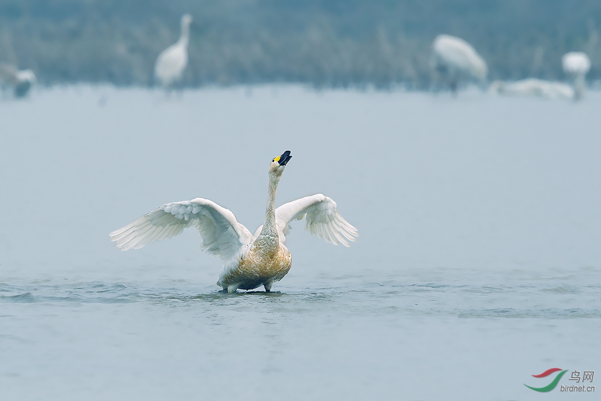 清晨天鹅降落大声喊:我来了!