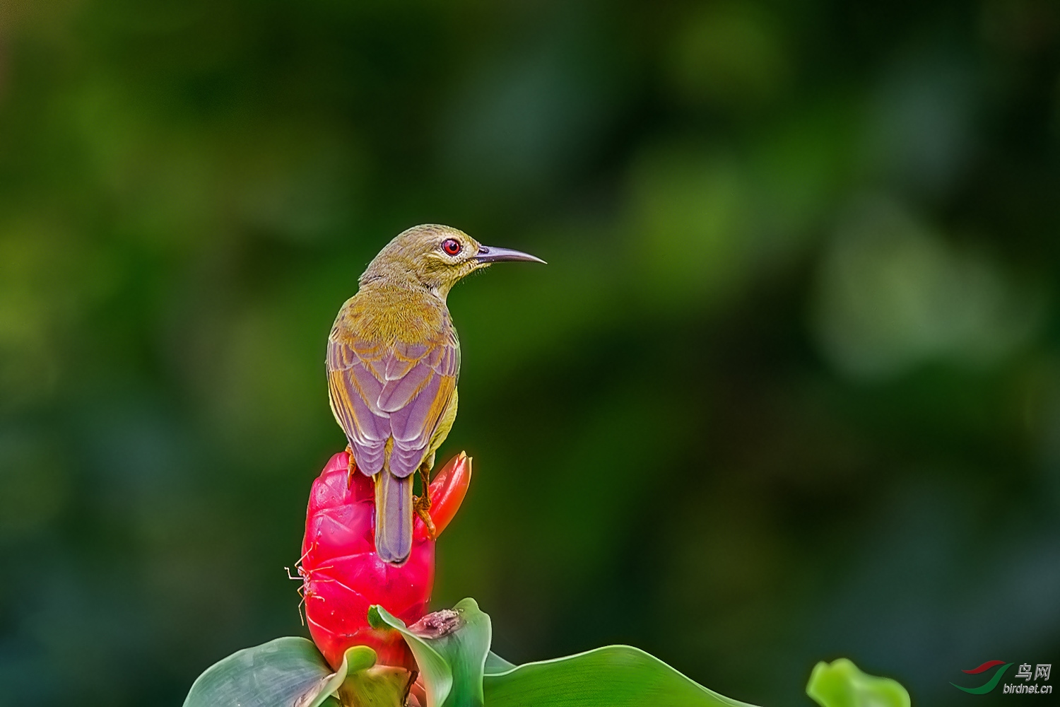 大眼mm黄腹花密鸟