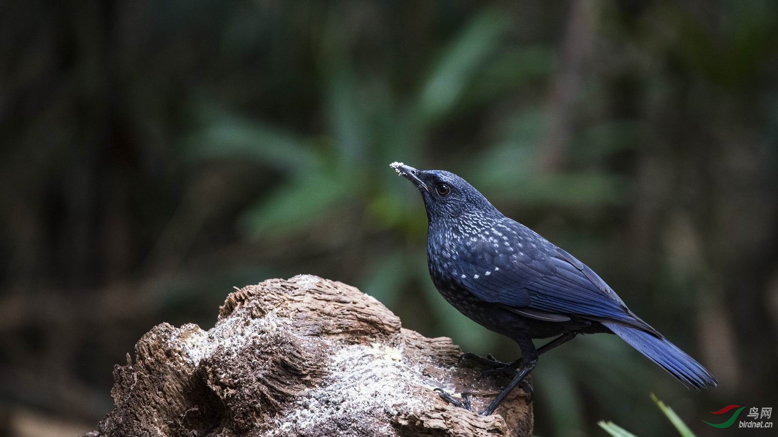 ������С DSC_0967-1.jpg