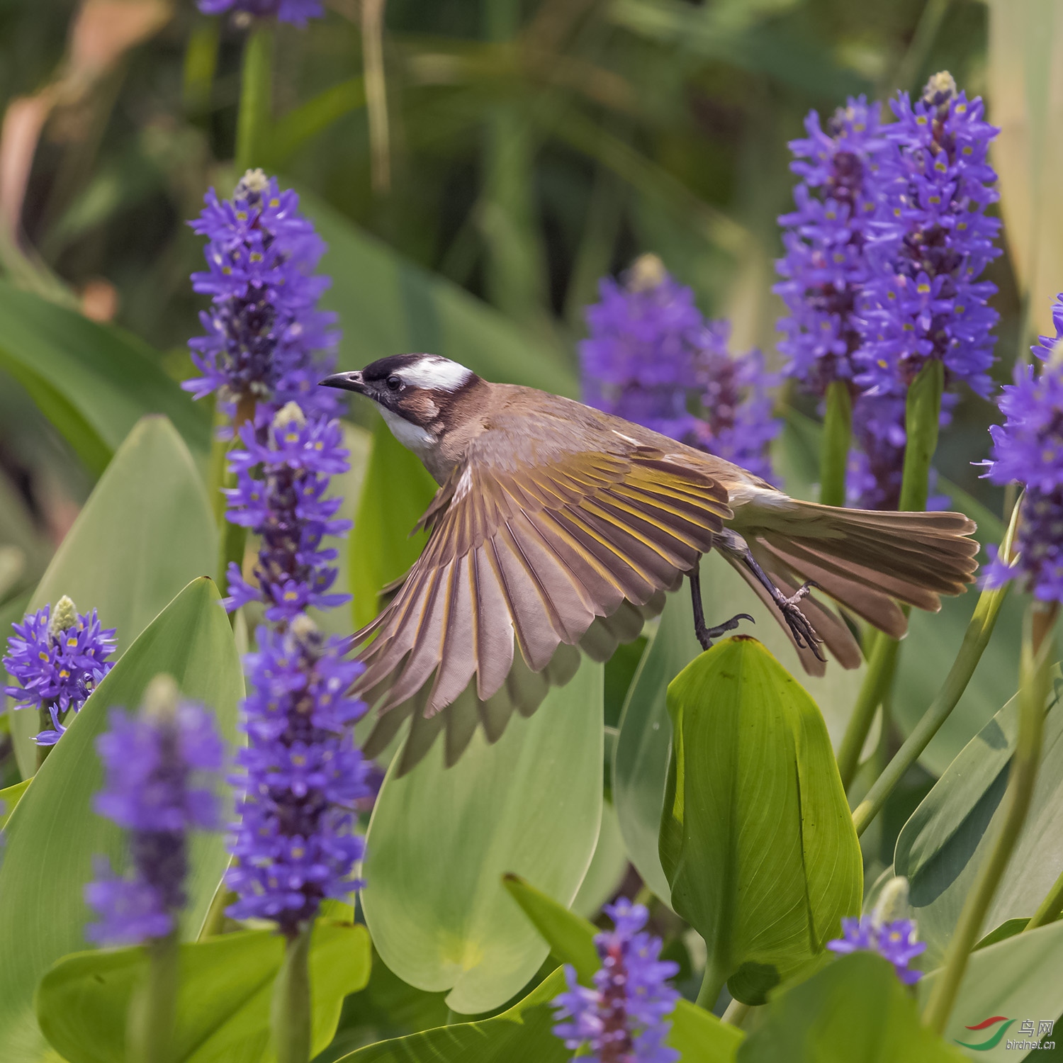 快来参加《上海市市鸟大家选》活动!