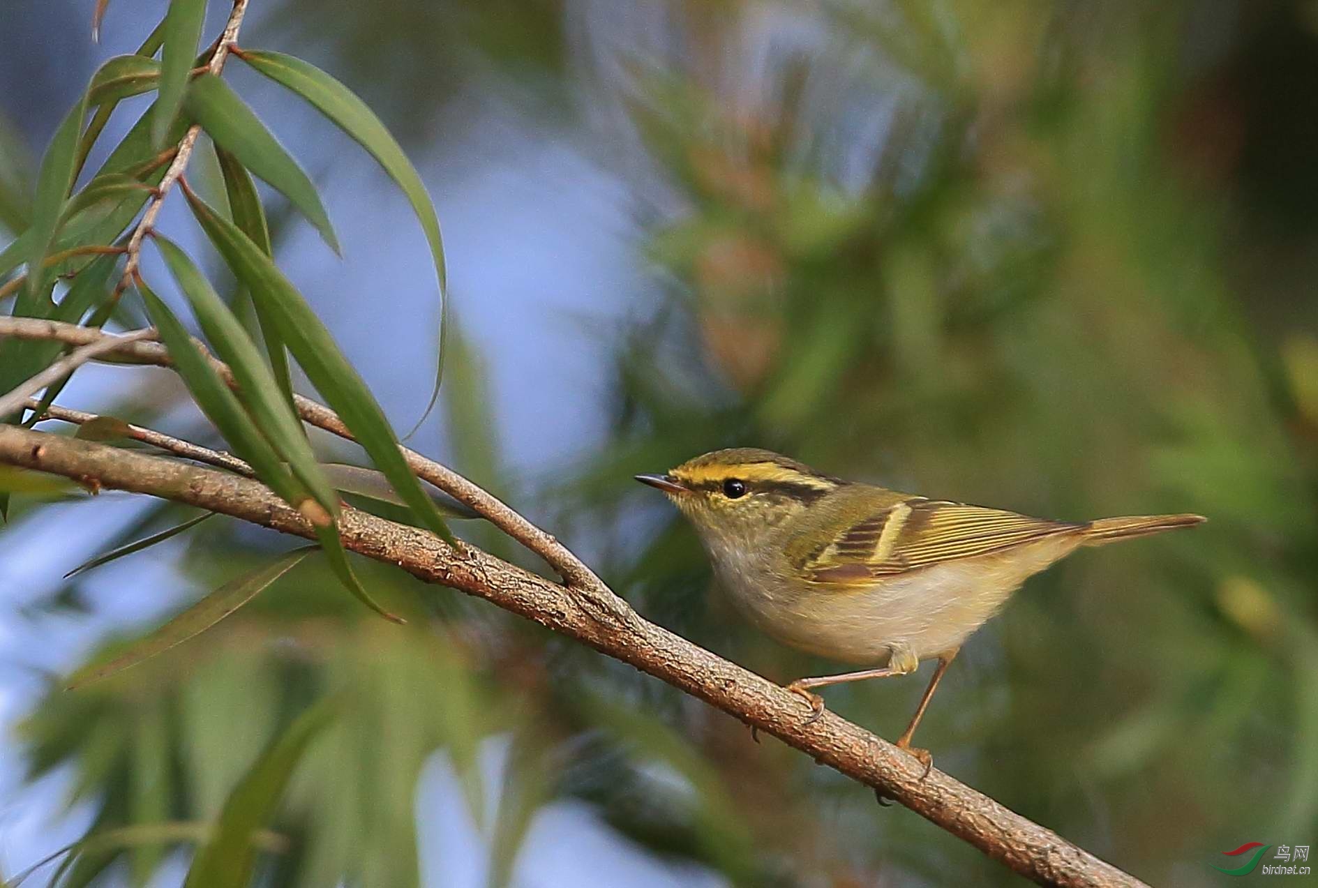 黄腰柳莺d1.jpg