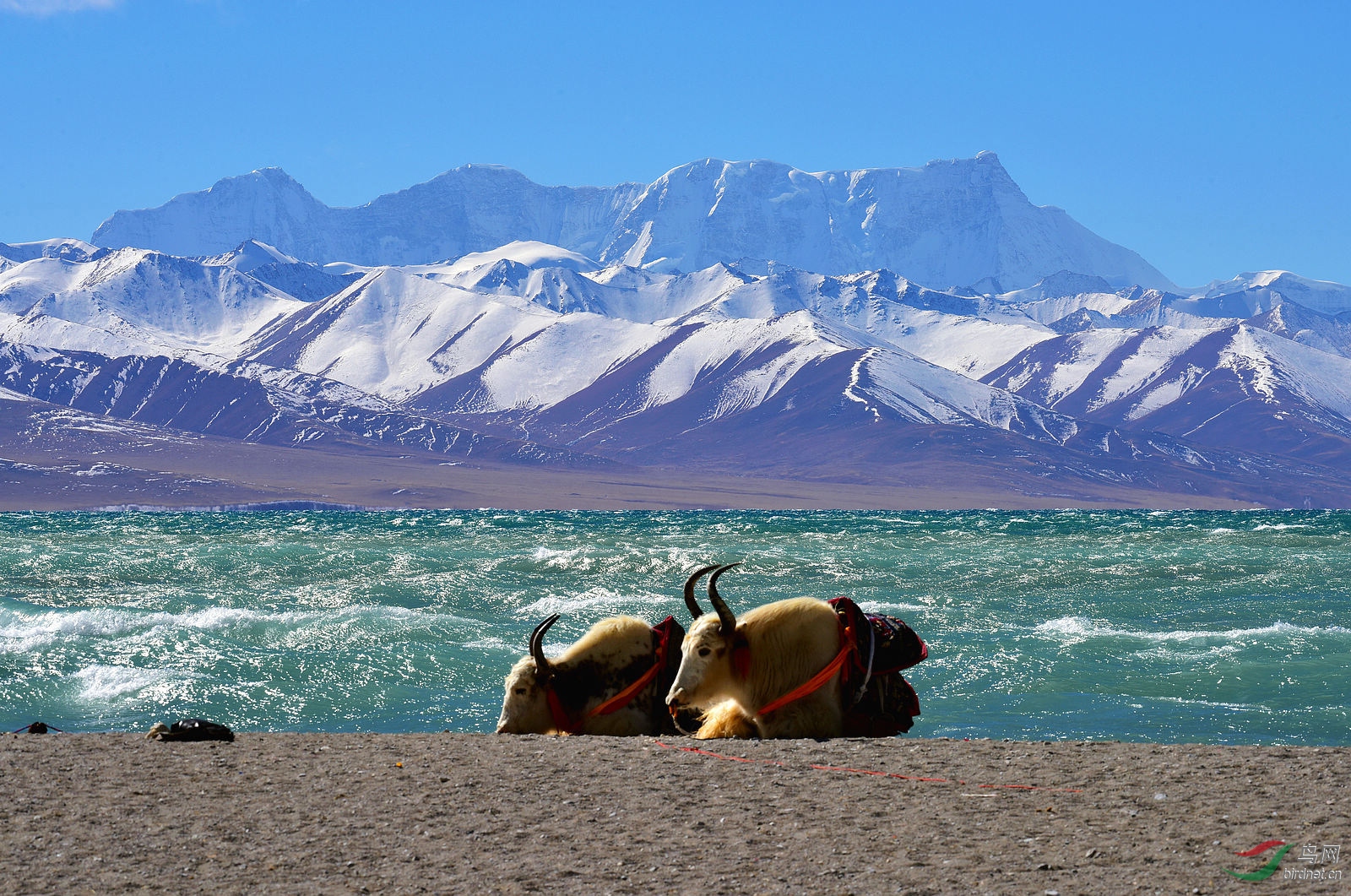 雪山平湖牦牛祝元宵节快乐