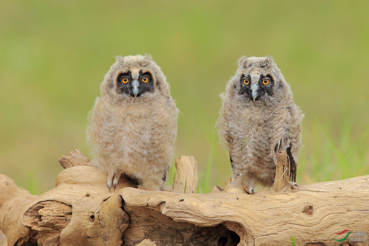 长耳鸮(幼鸟)