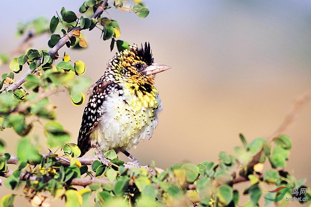 非洲鸟类知识非洲似鴷