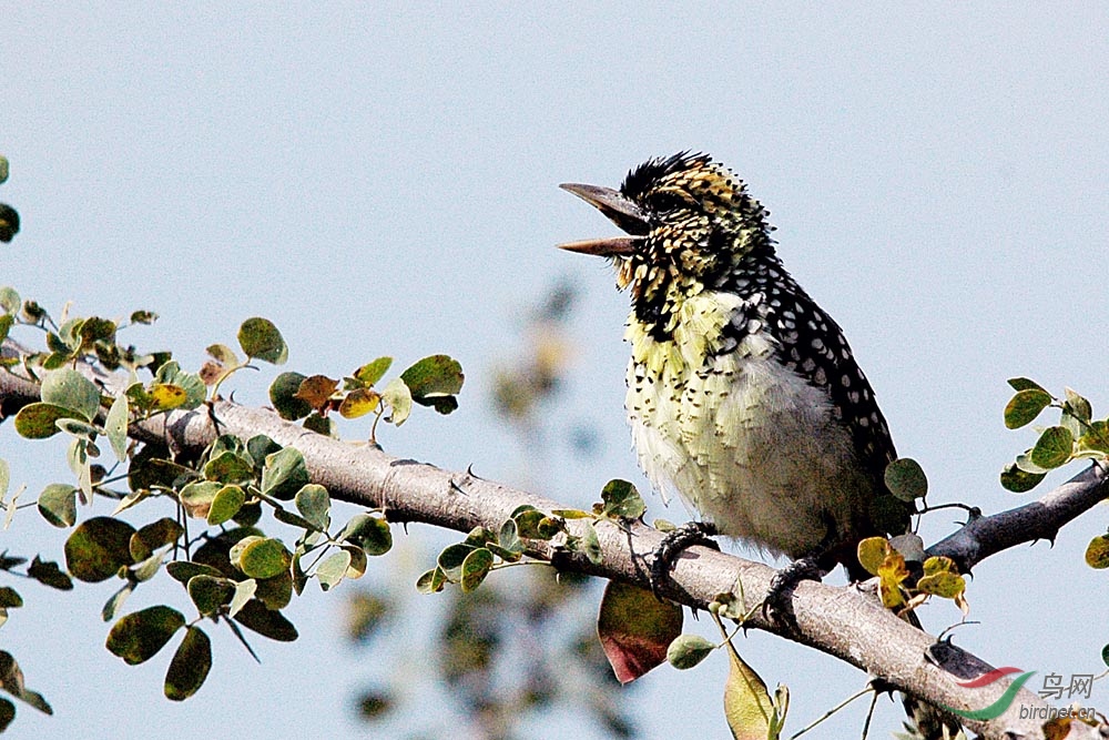 非洲鸟类知识非洲似鴷