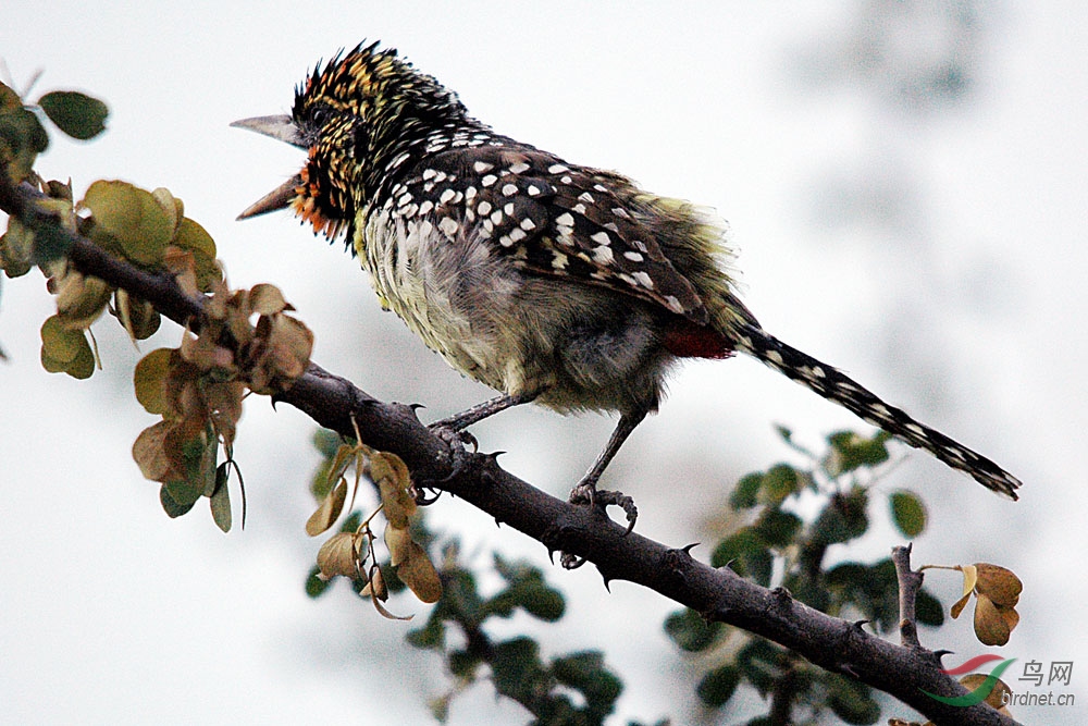 非洲鸟类知识非洲似鴷