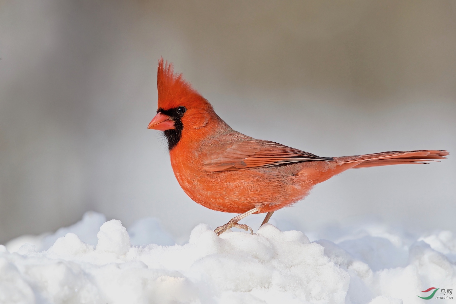 主红雀 北美紅雀 Northern Cardinal