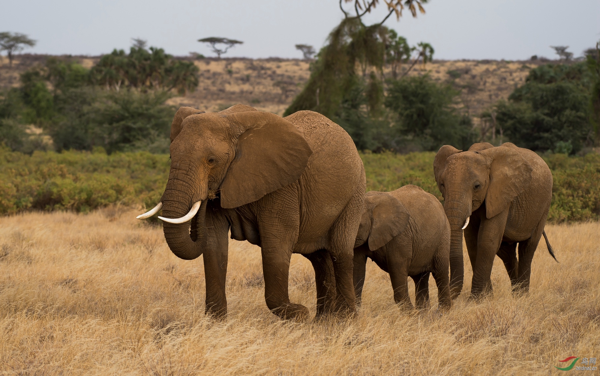 非洲大象-祝贺首页精华! - 野生动物版 鸟网