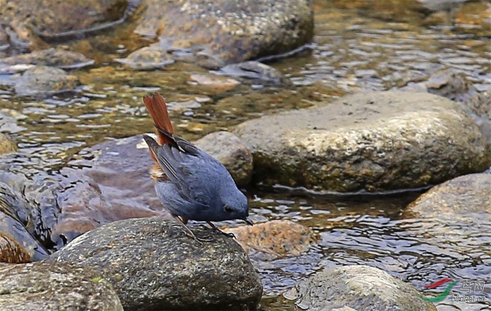 红尾水鸲