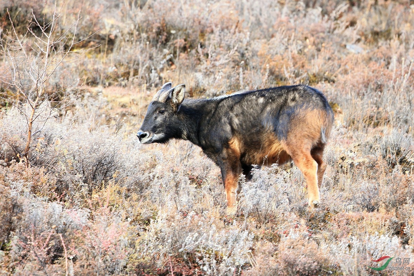 四不像鬣羚祝贺首页精华