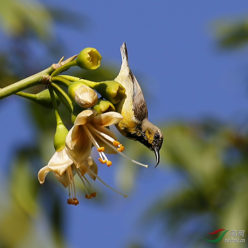 花蜜鸟吃花蜜