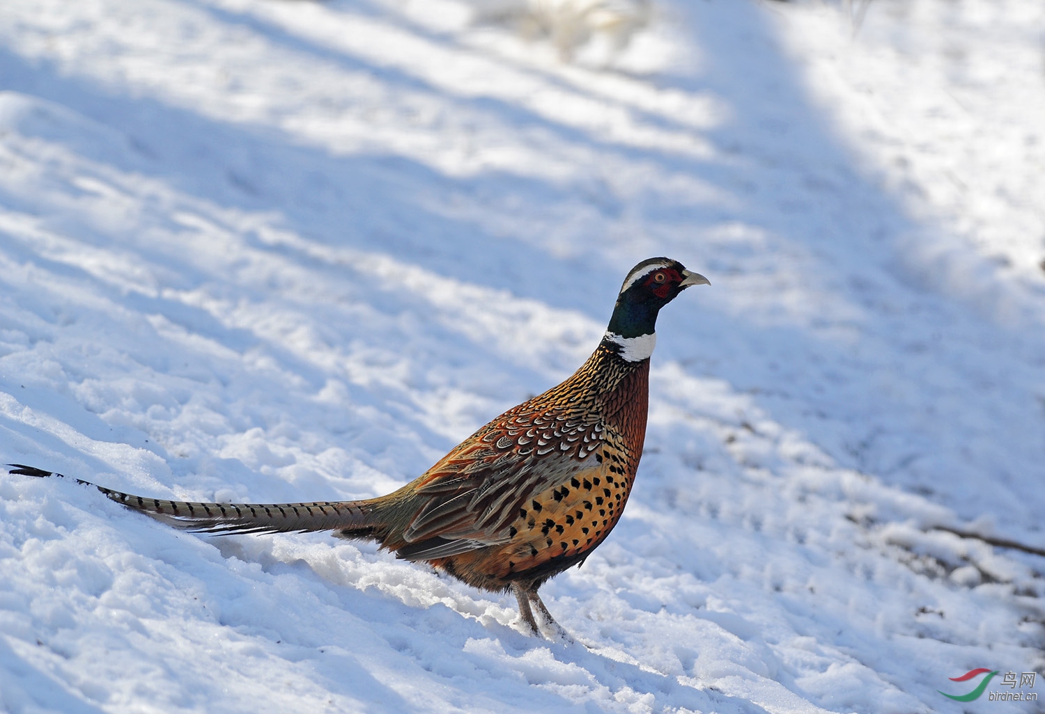 雪地环颈雉