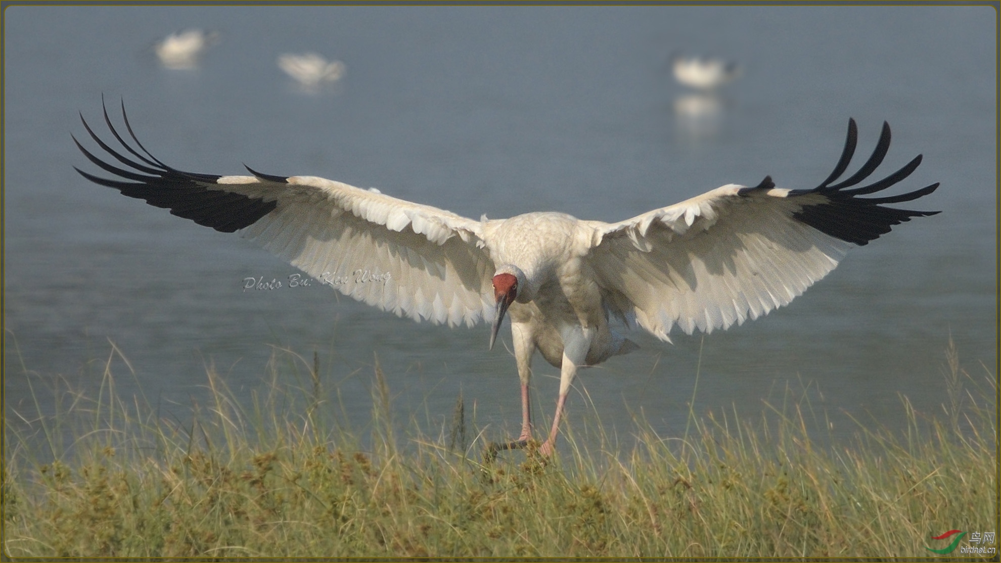 白鹤siberiancrane