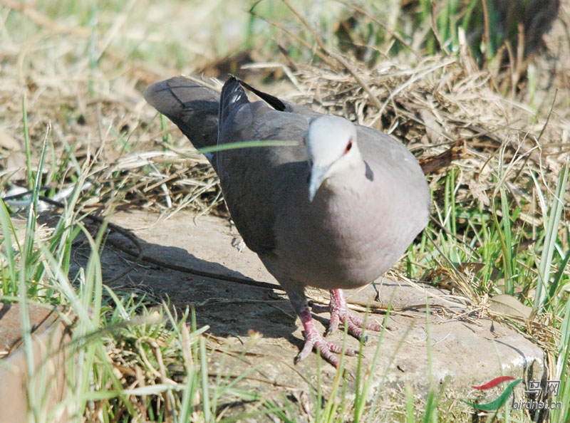 非洲鸟类知识红眼斑鸠