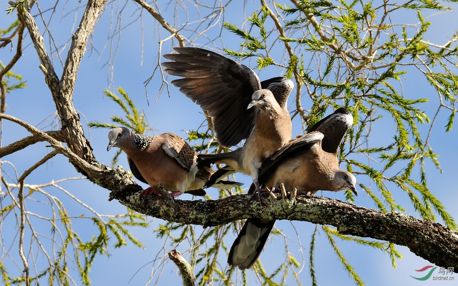 得陇望蜀三角恋