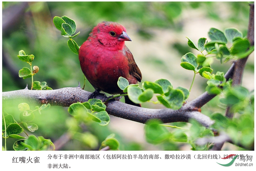 非洲鳥類知識紅嘴火雀