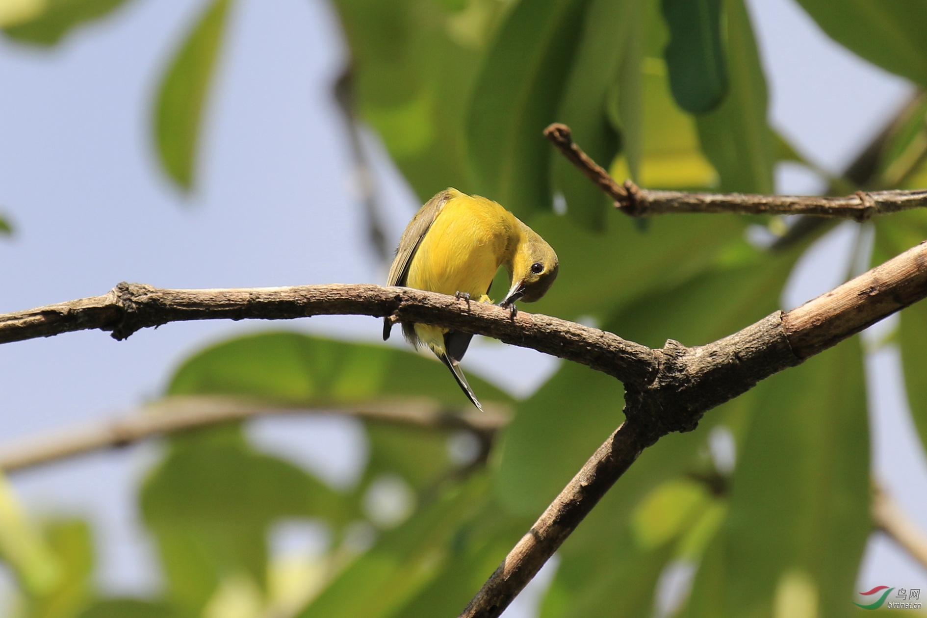 清迈太阳鸟眼大肚子小