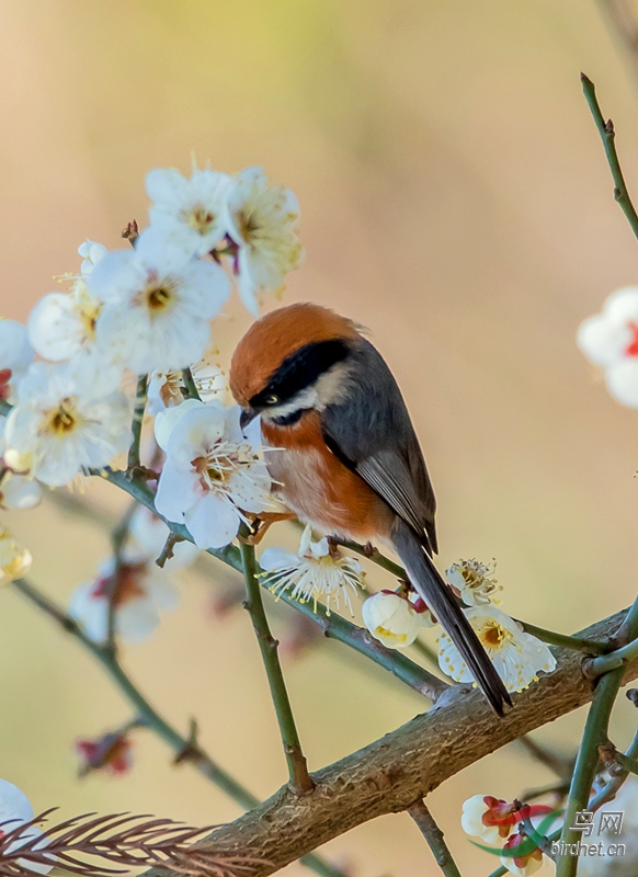 红头白梅对眼儿
