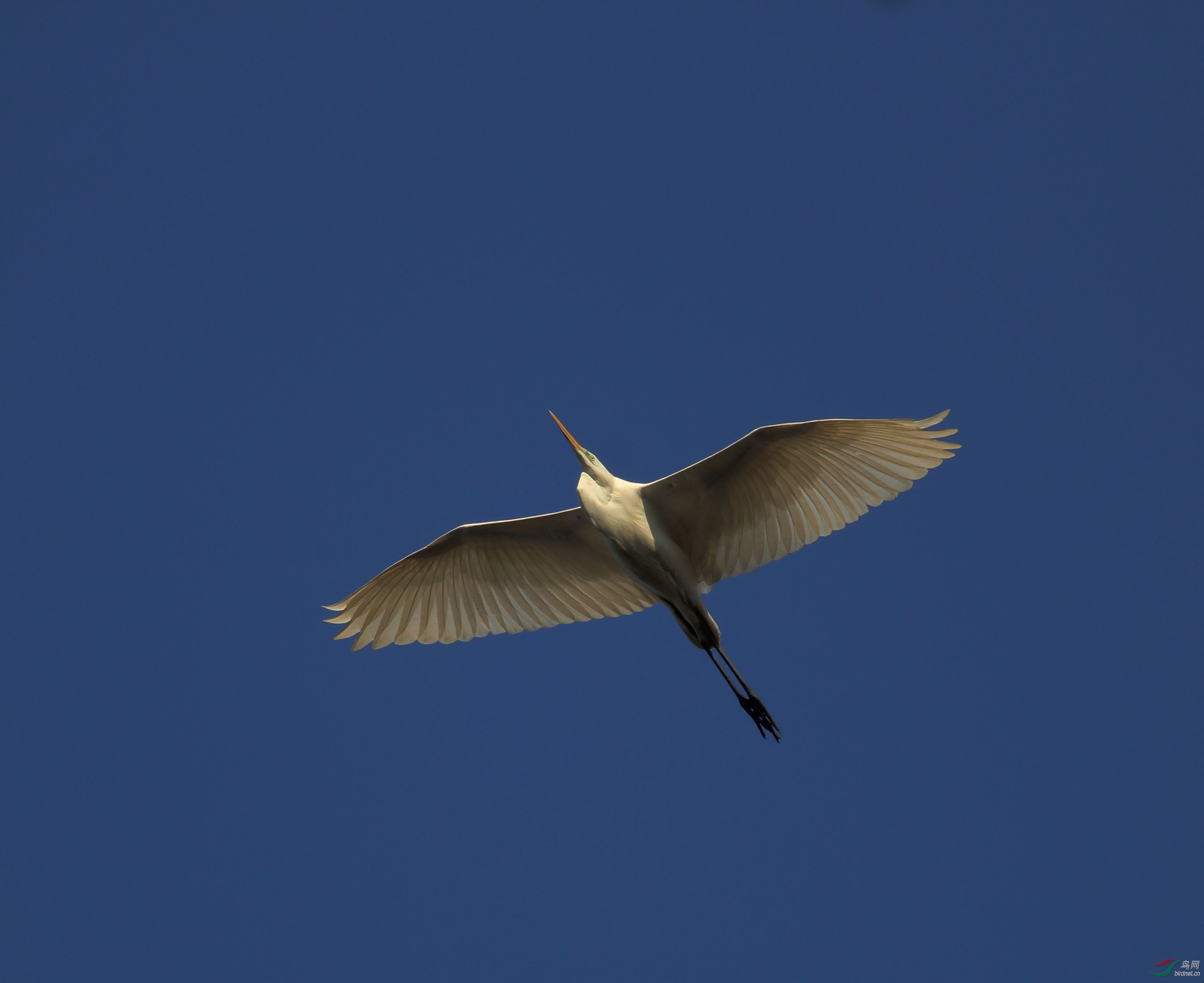 蓝天白云下翱翔的大白鹭.