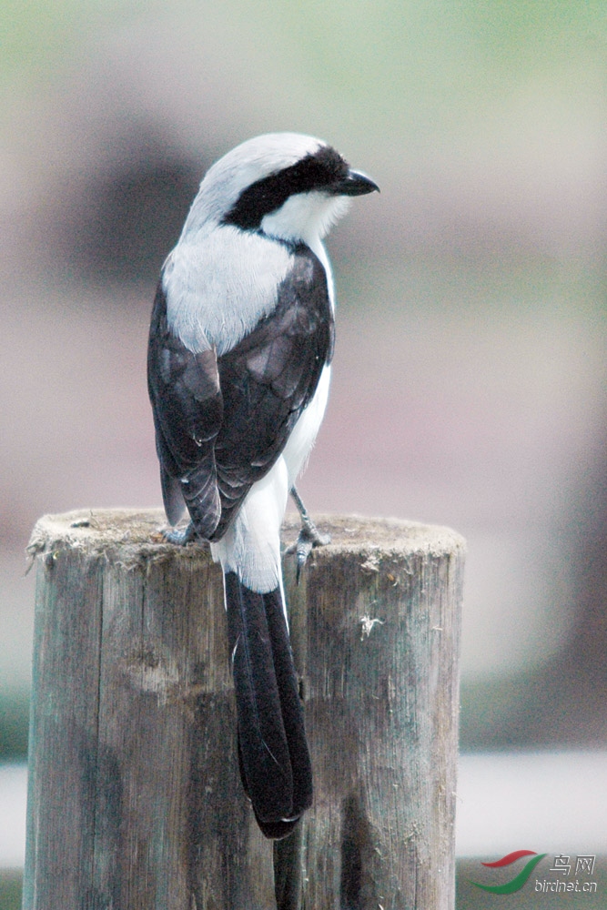 非洲鸟类知识灰背长尾伯劳