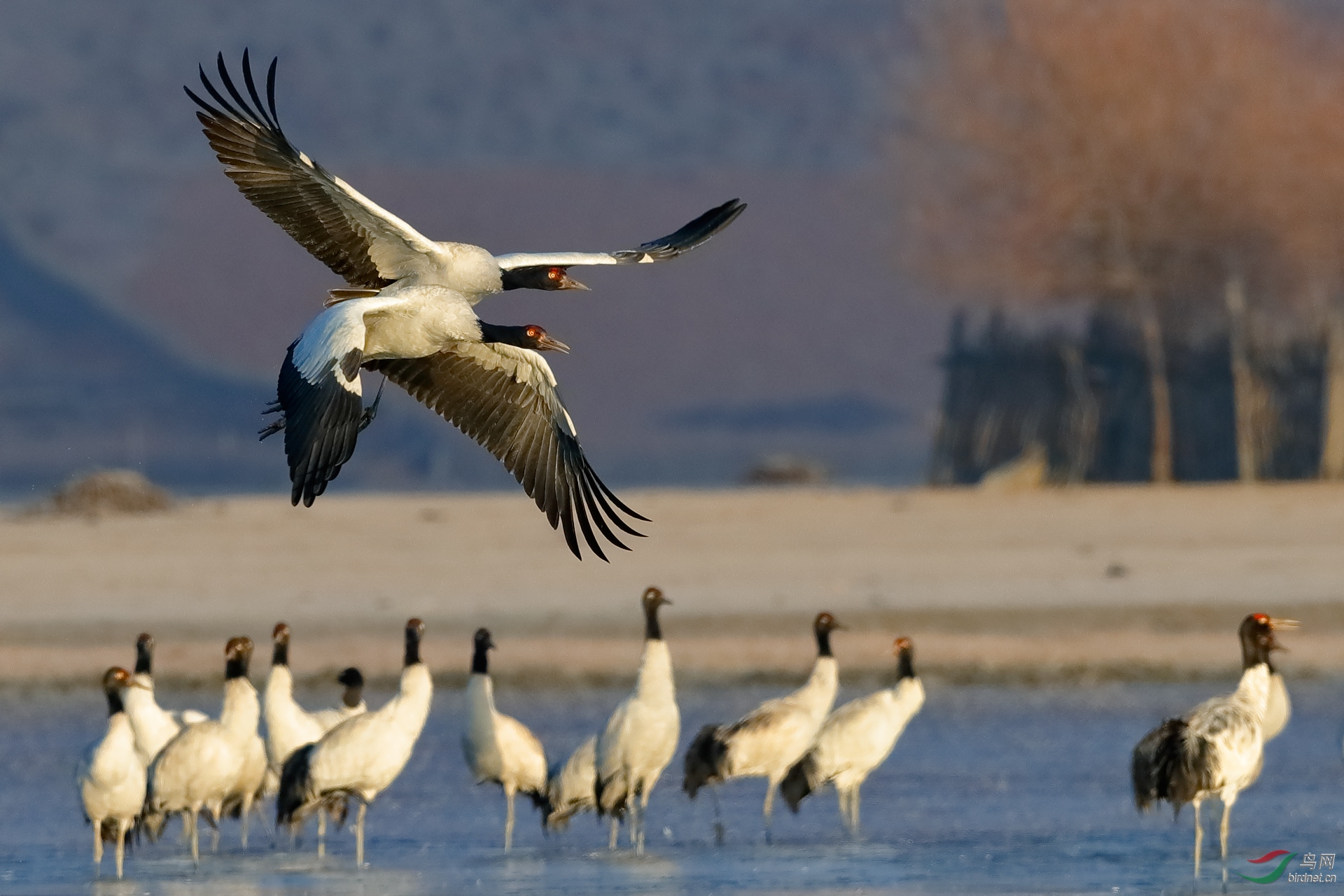 黑颈鹤叠鹤双飞有情人节日快乐贺获首页精华
