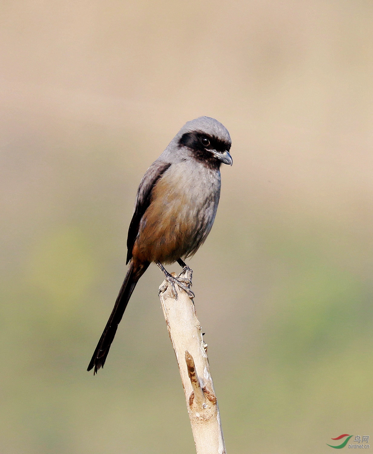 低头沉思——黑脸伯劳