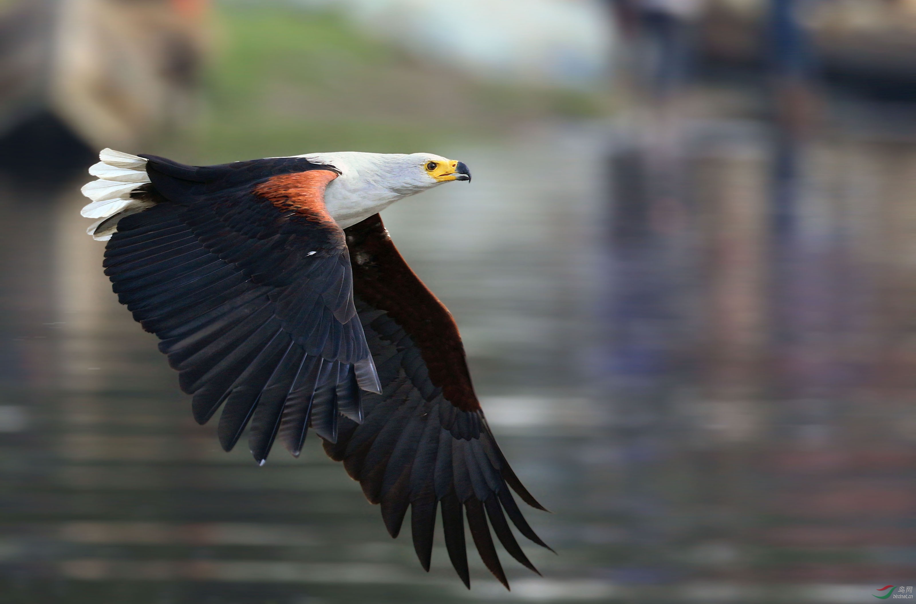 (非洲海雕)情人节快乐(荣获首页精华)