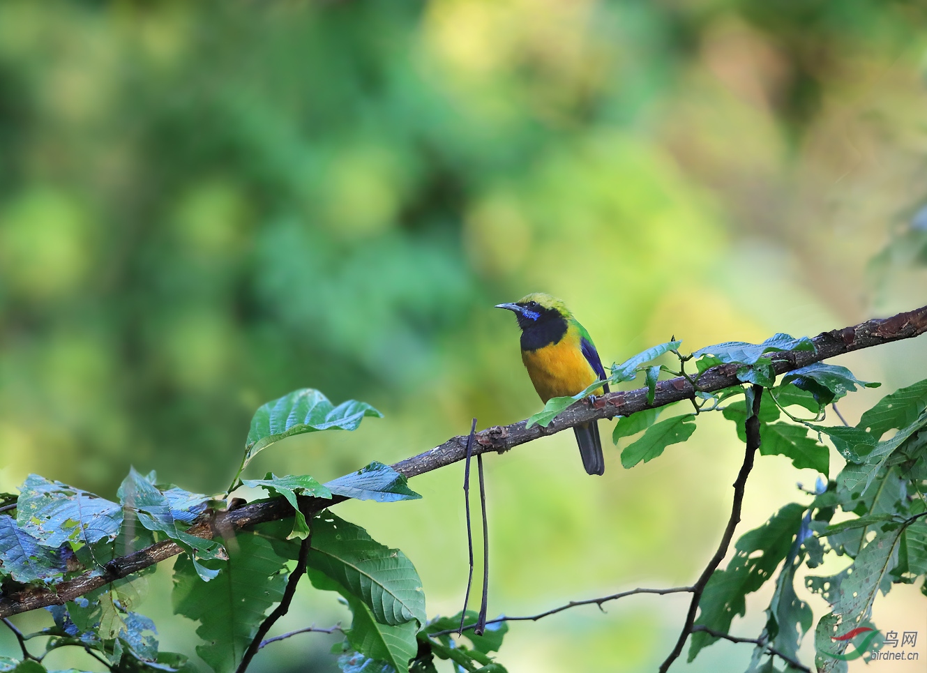 五彩缤纷的林子
