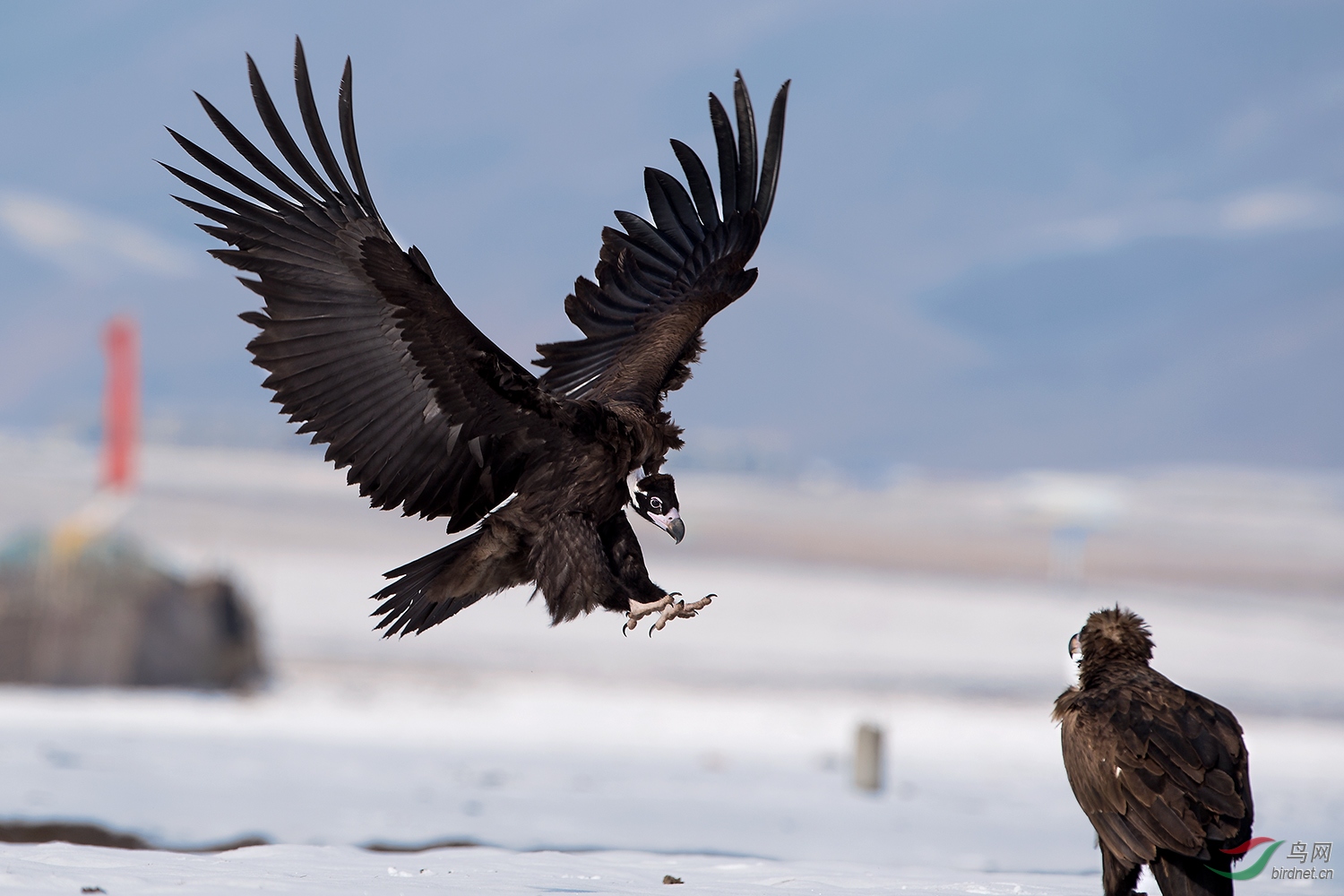 [猛禽] 翱翔的座山雕---祝三峡之子老师荣任川版版主