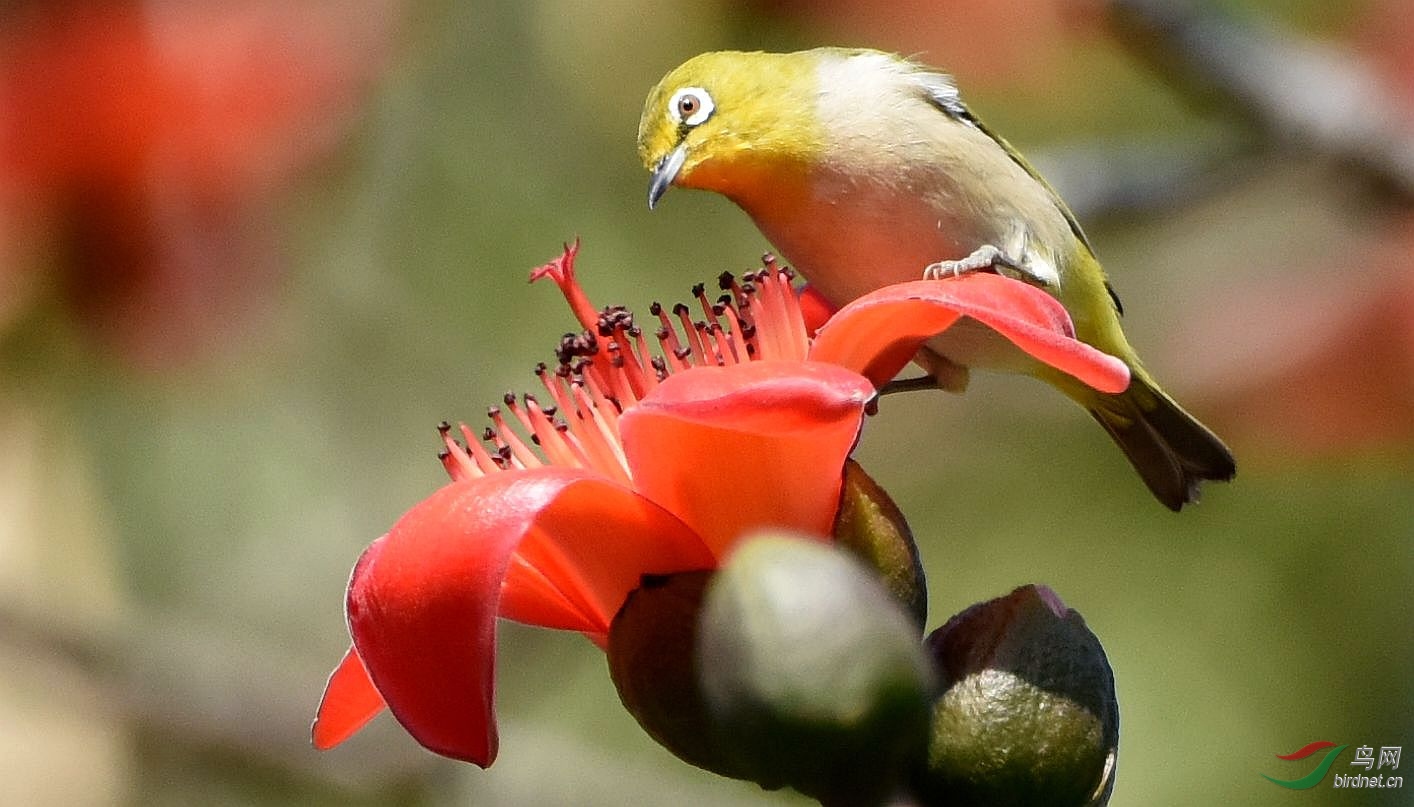 木棉花上绣眼鸟