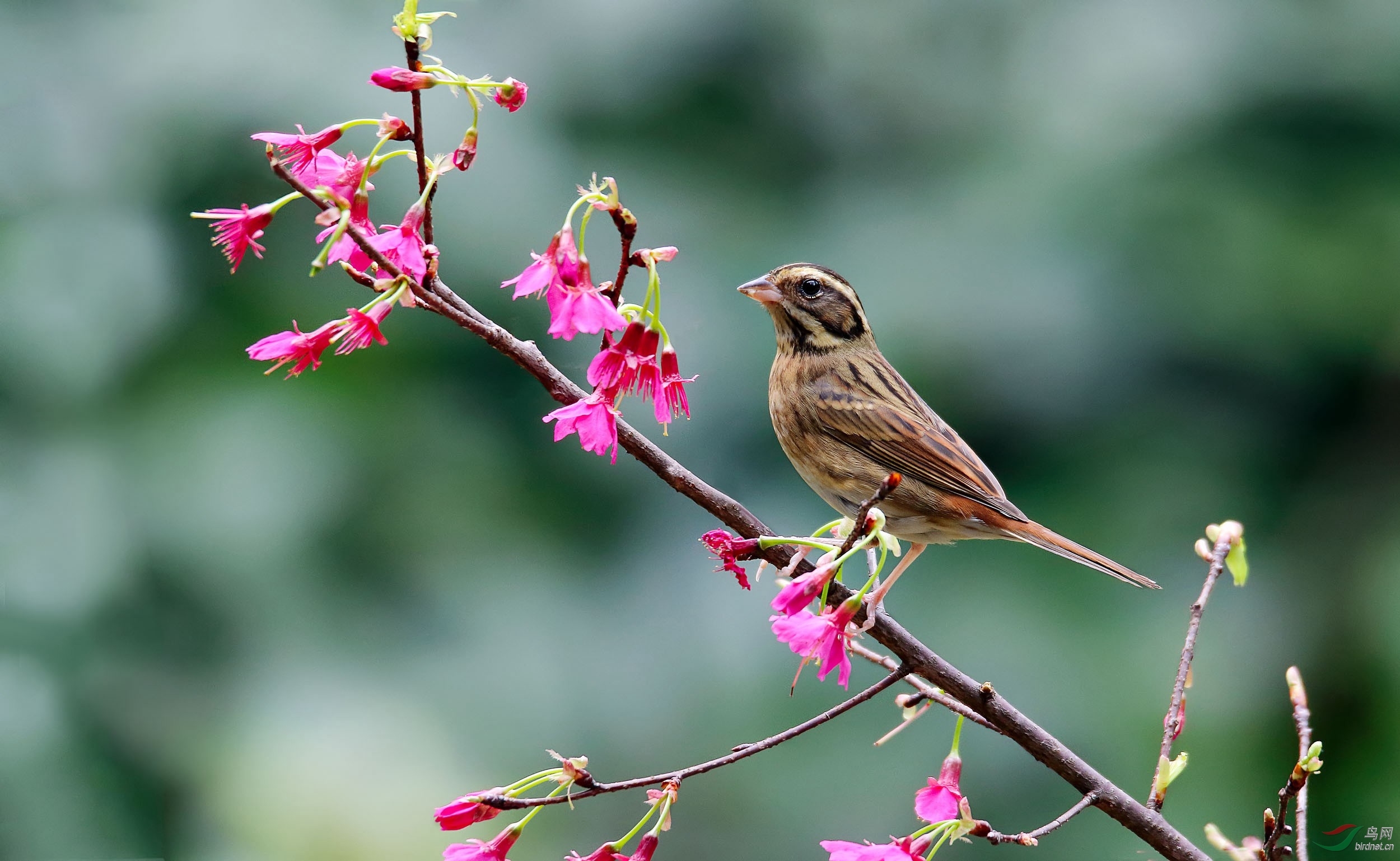 樱花的诱惑白眉鹀