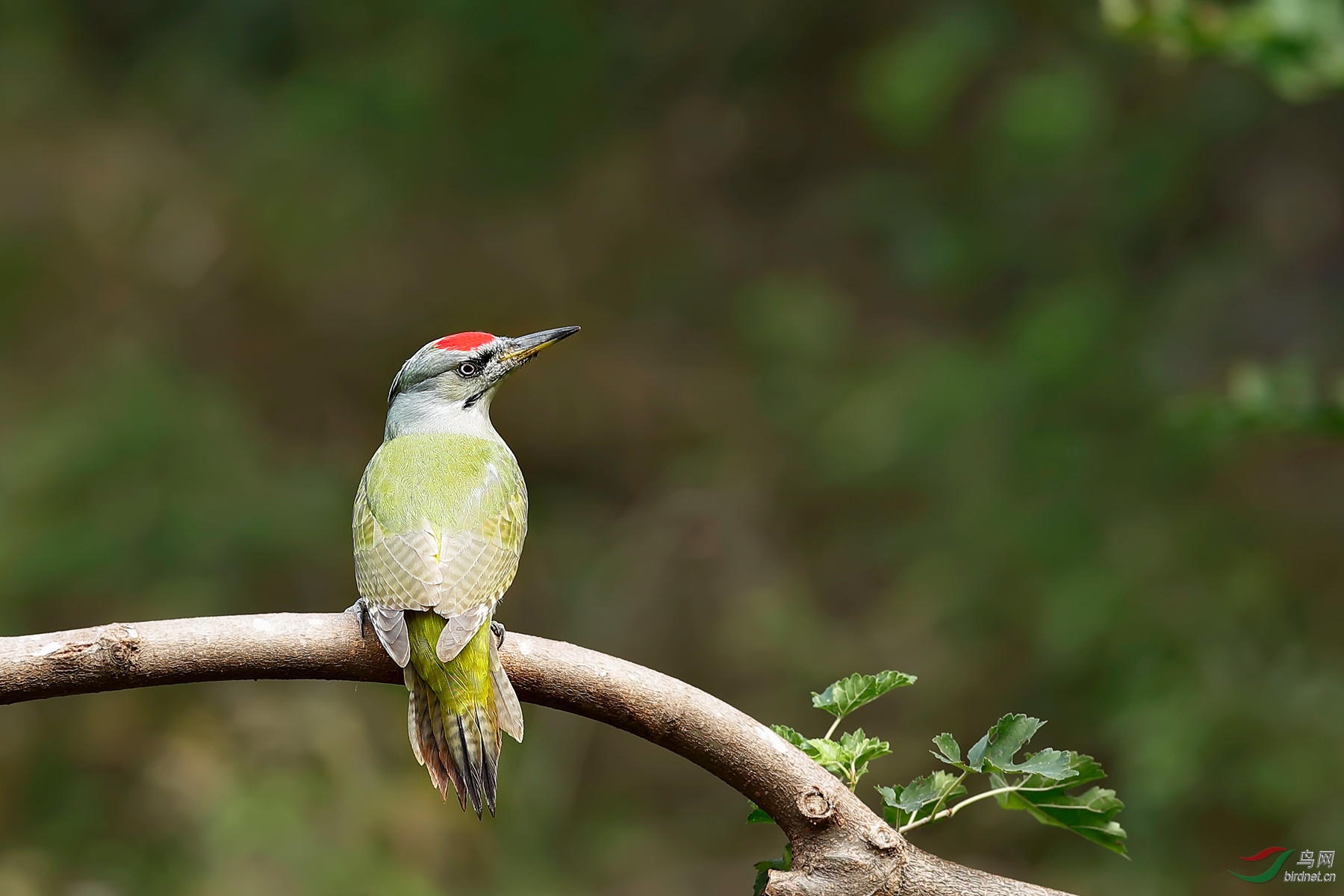 灰头绿啄木鸟