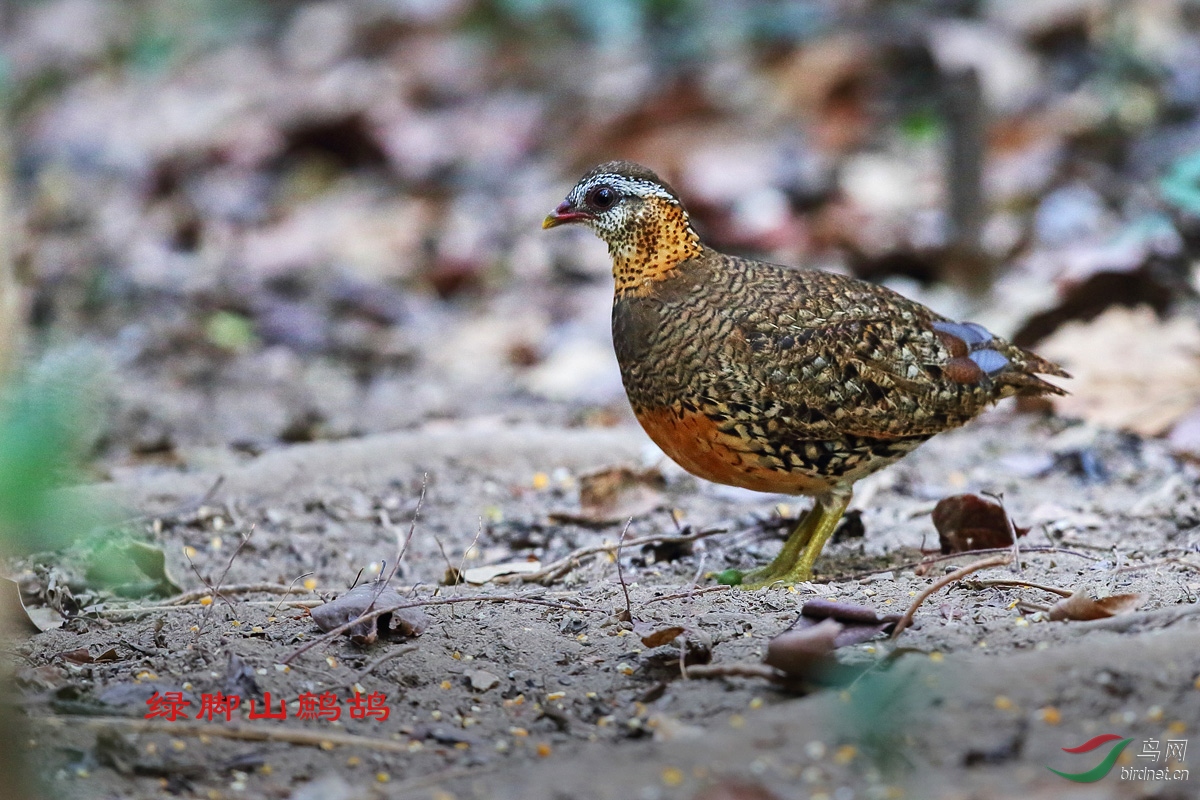 绿脚山鹧鸪