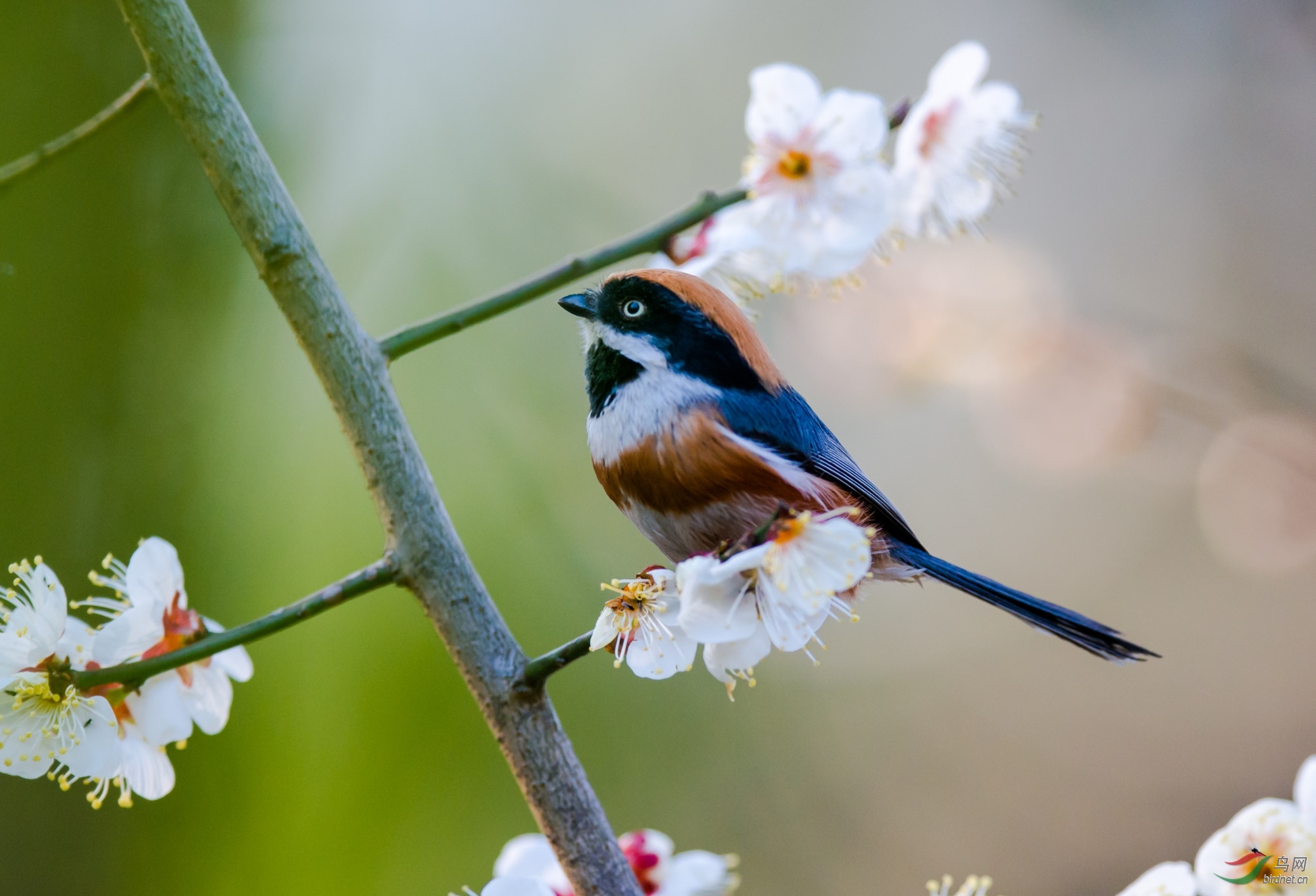 白梅立鸟现灵动