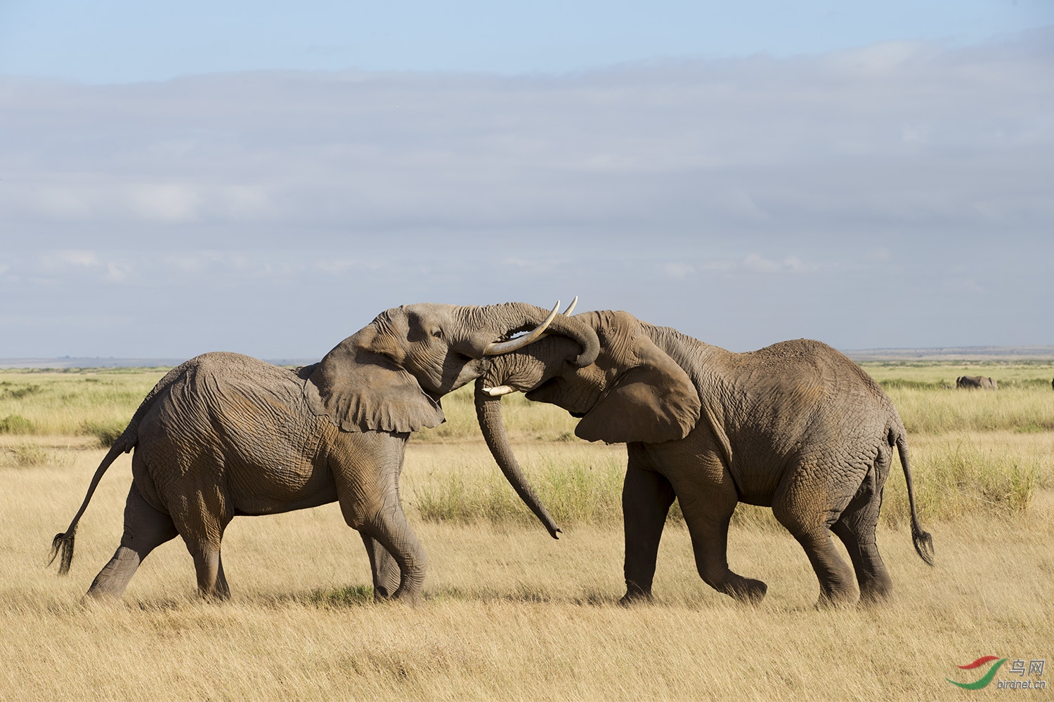 (非洲象)串门问好辽宁版鸟友!--祝贺荣获每日一图