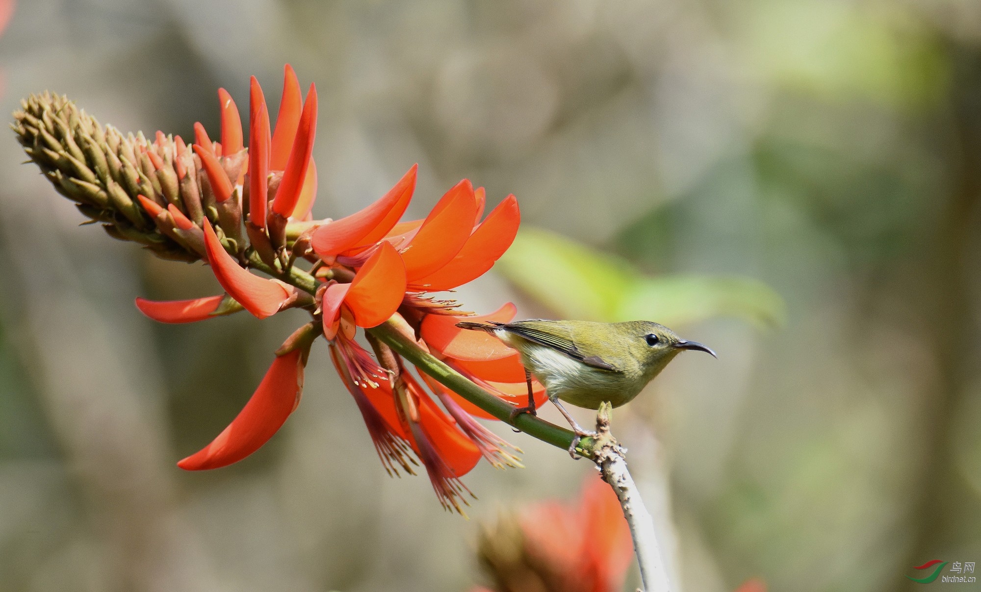 红花绽开节节高