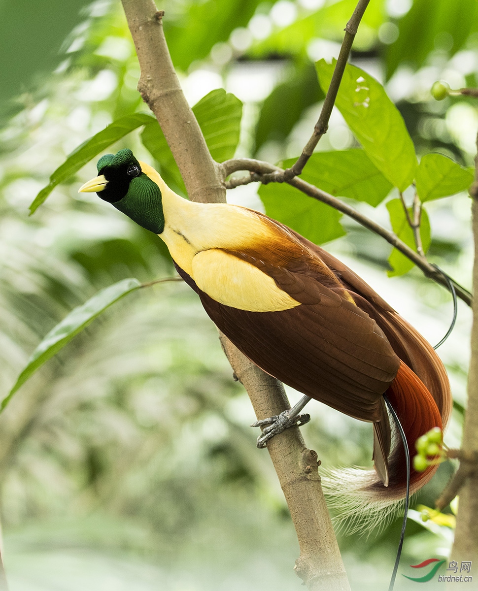 红色天堂鸟redbirdofparadise