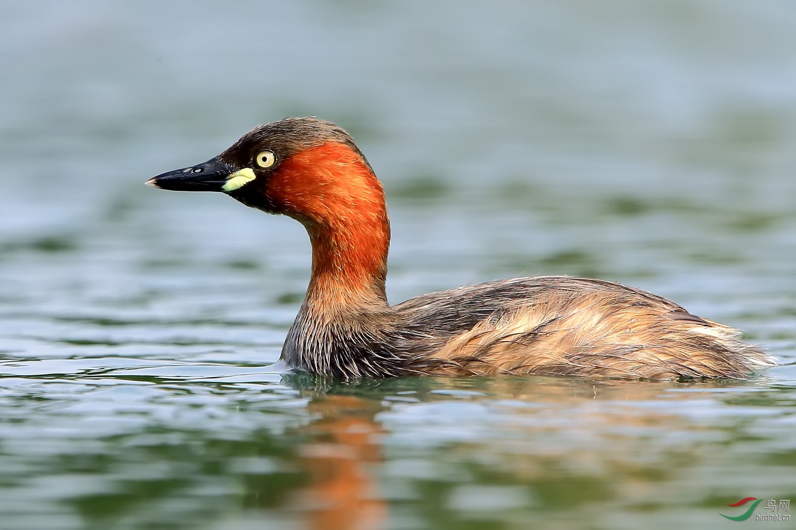 小鸊鷉我的标准照小鷿鷈