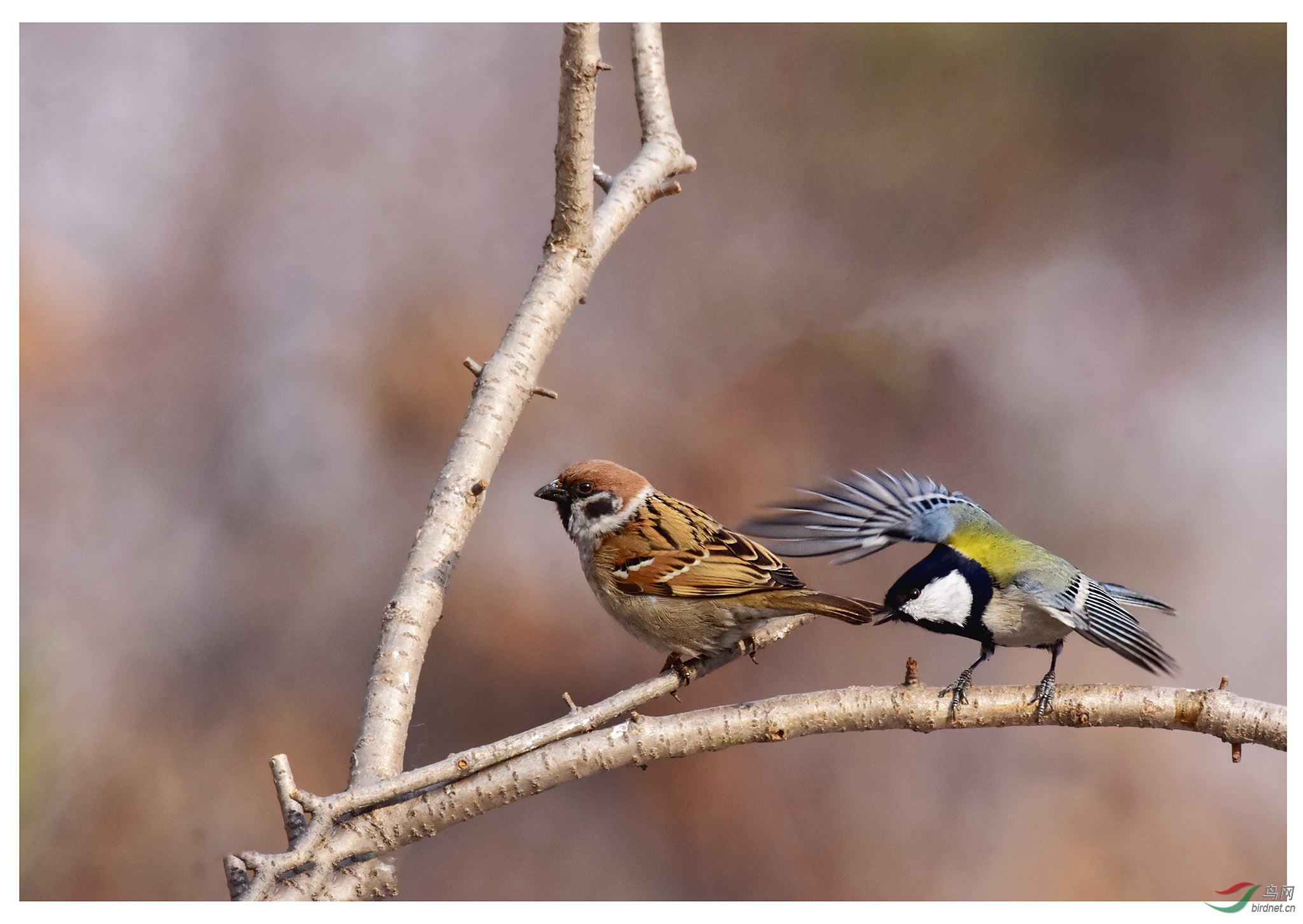 大山雀驱赶麻雀