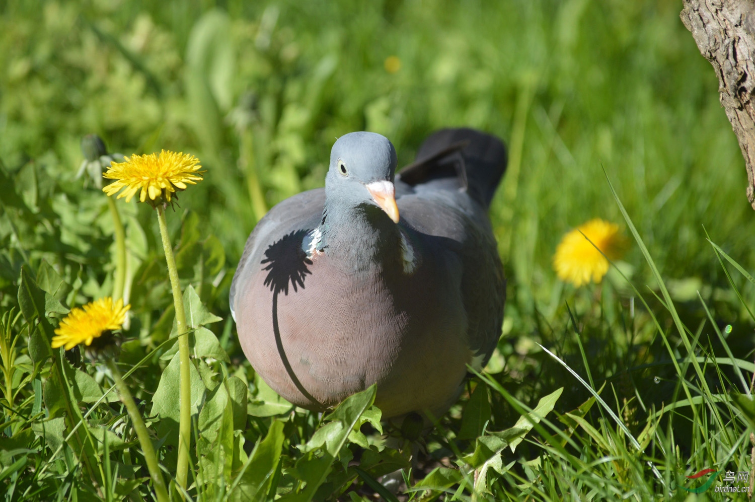 蒲公英花中的林鸽