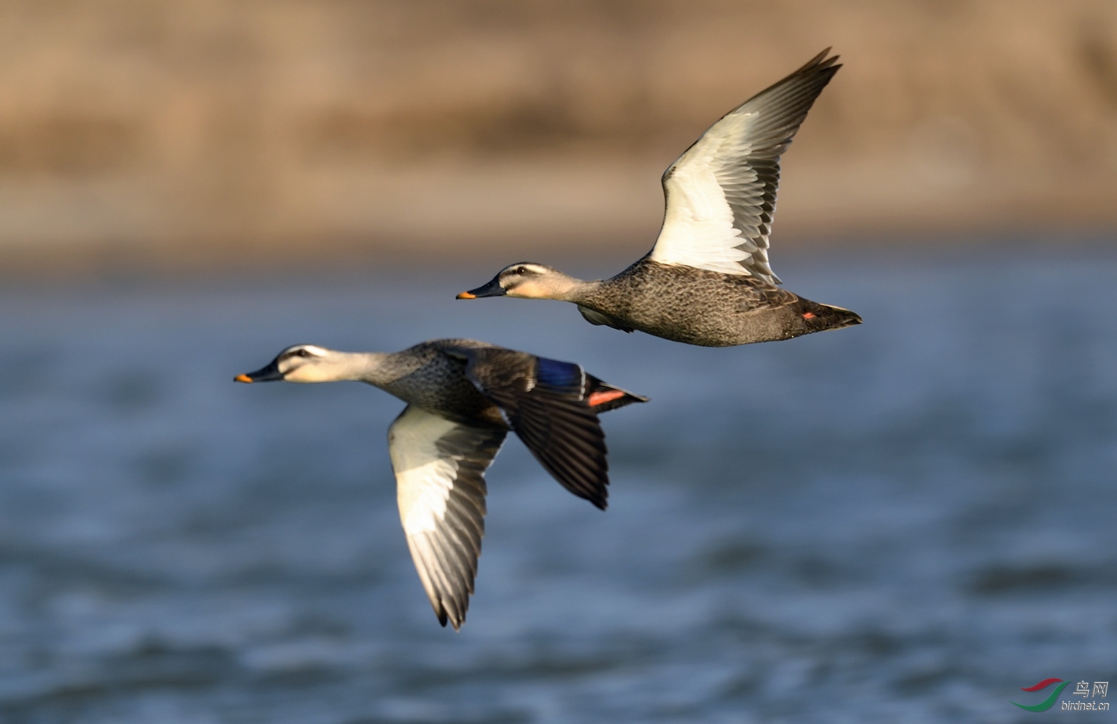 分享几张鸭图,谢谢各位老师点阅!