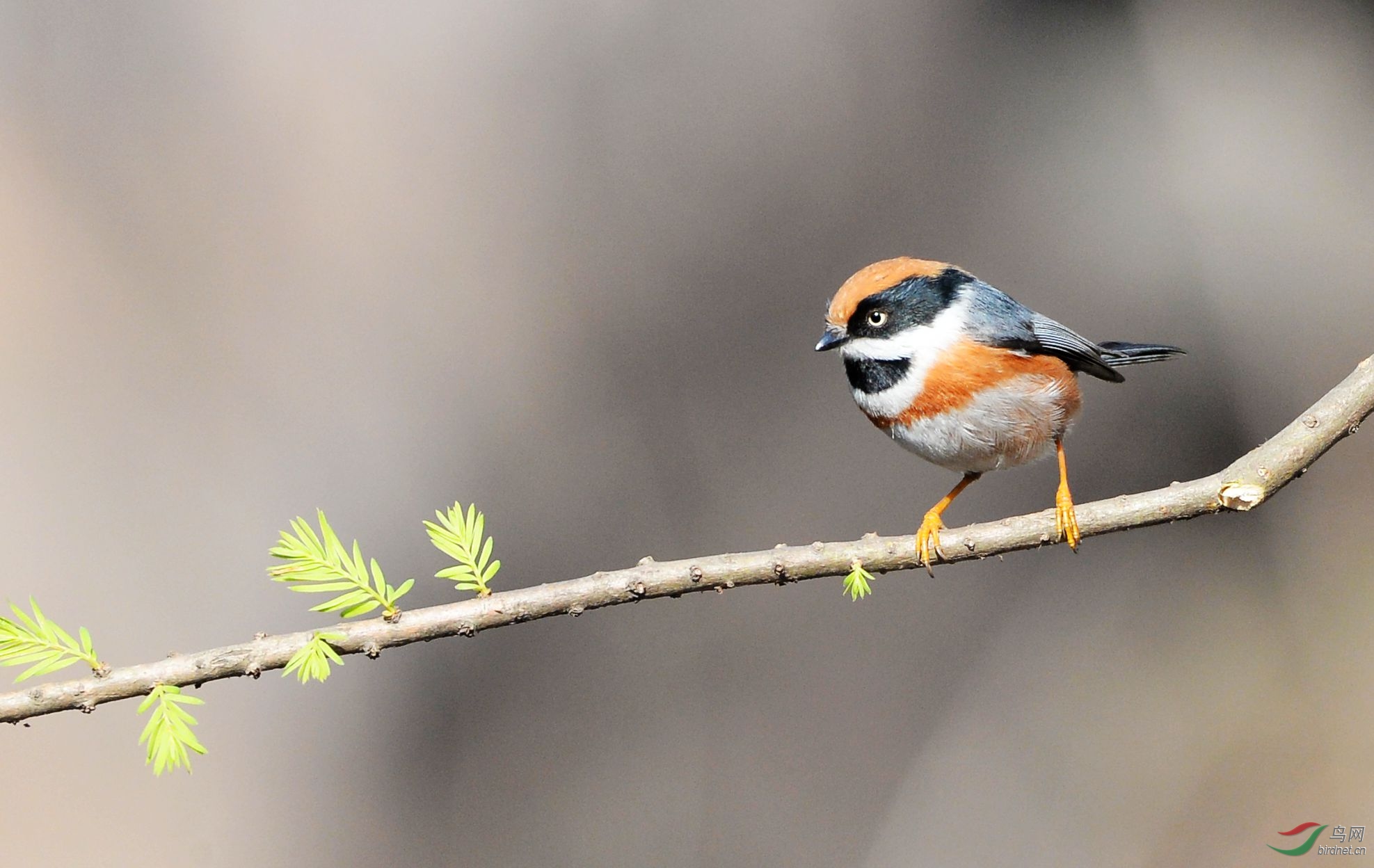 [林鸟] 小老虎的眼神