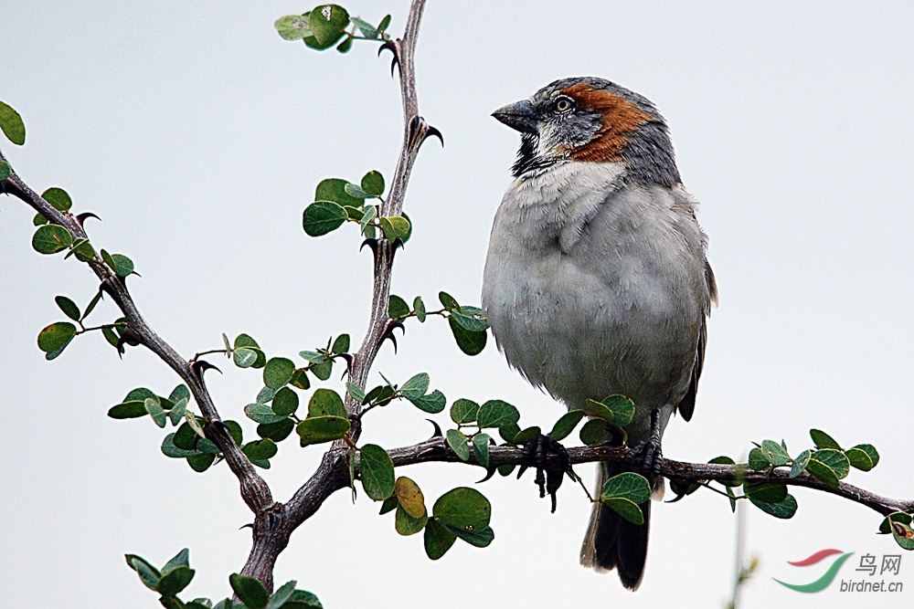 非洲鸟类知识《非洲家麻雀》