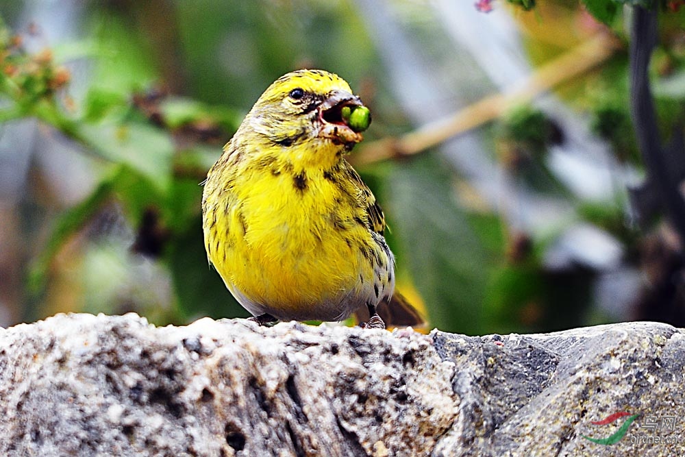 非洲鸟类知识黄额丝雀