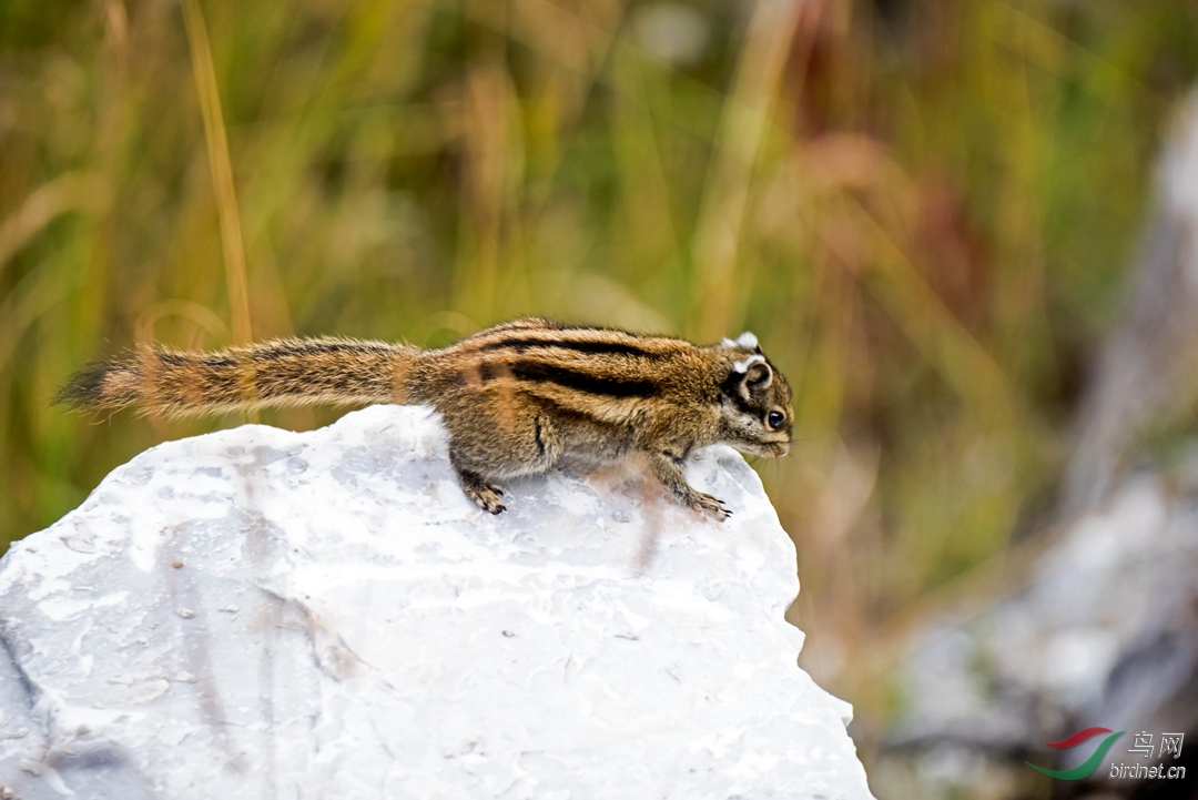 扛平了的长尾巴高原小花鼠